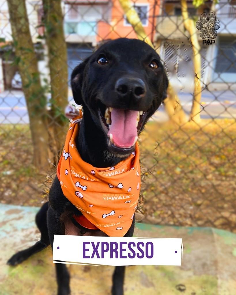 Expresso, cachorro de porte pequeno para adoção em São Paulo - SP