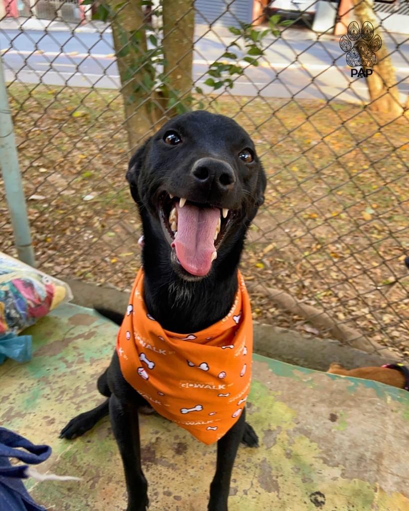 Expresso, cachorro de porte pequeno para adoção em São Paulo - SP — foto 2 de 5