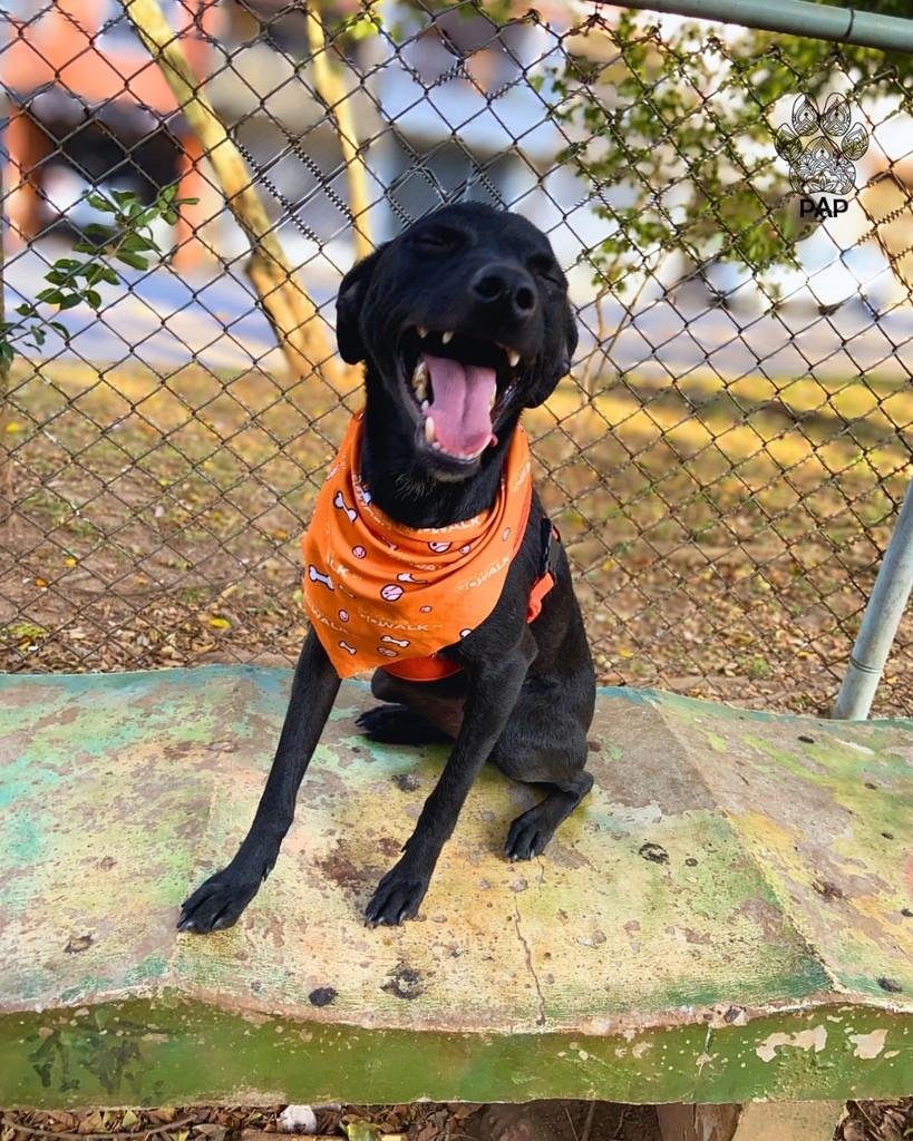 Expresso, cachorro de porte pequeno para adoção em São Paulo - SP — foto 3 de 5