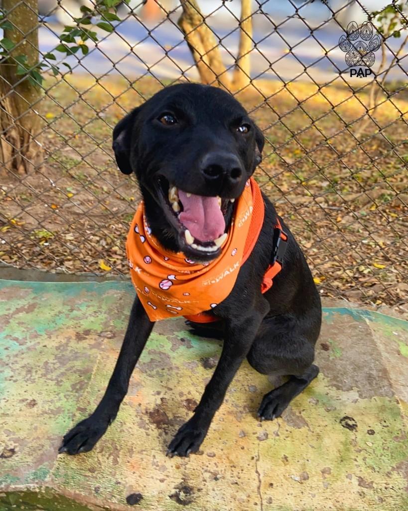 Expresso, cachorro de porte pequeno para adoção em São Paulo - SP — foto 4 de 5