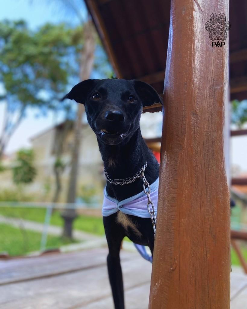 Expresso, cachorro de porte pequeno para adoção em São Paulo - SP — foto 5 de 5