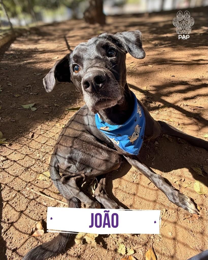 João, cachorro de porte médio para adoção em São Paulo - SP
