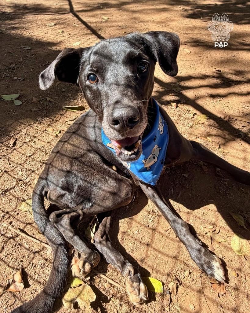 João, cachorro de porte médio para adoção em São Paulo - SP — foto 2 de 4