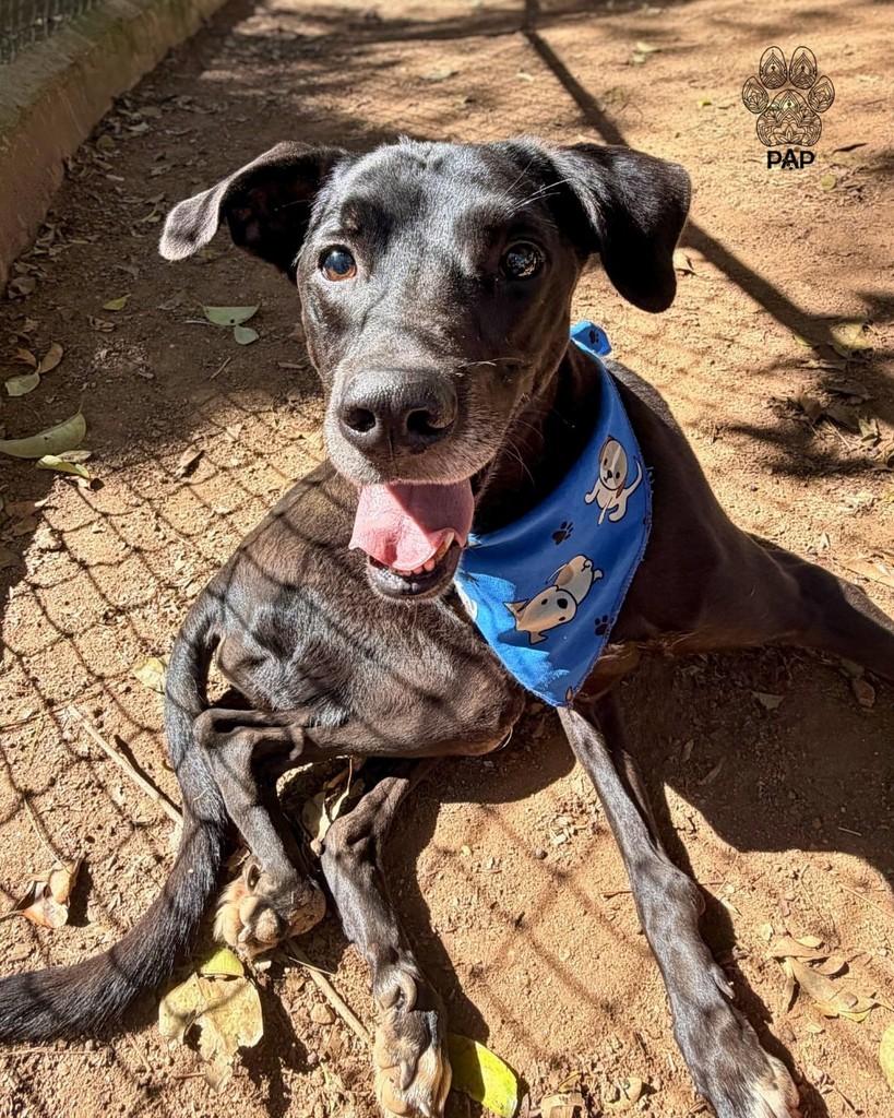 João, cachorro de porte médio para adoção em São Paulo - SP — foto 3 de 4