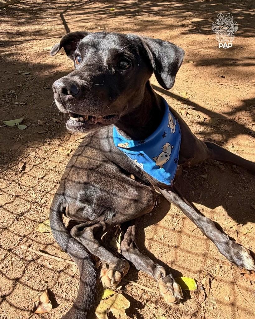 João, cachorro de porte médio para adoção em São Paulo - SP — foto 4 de 4