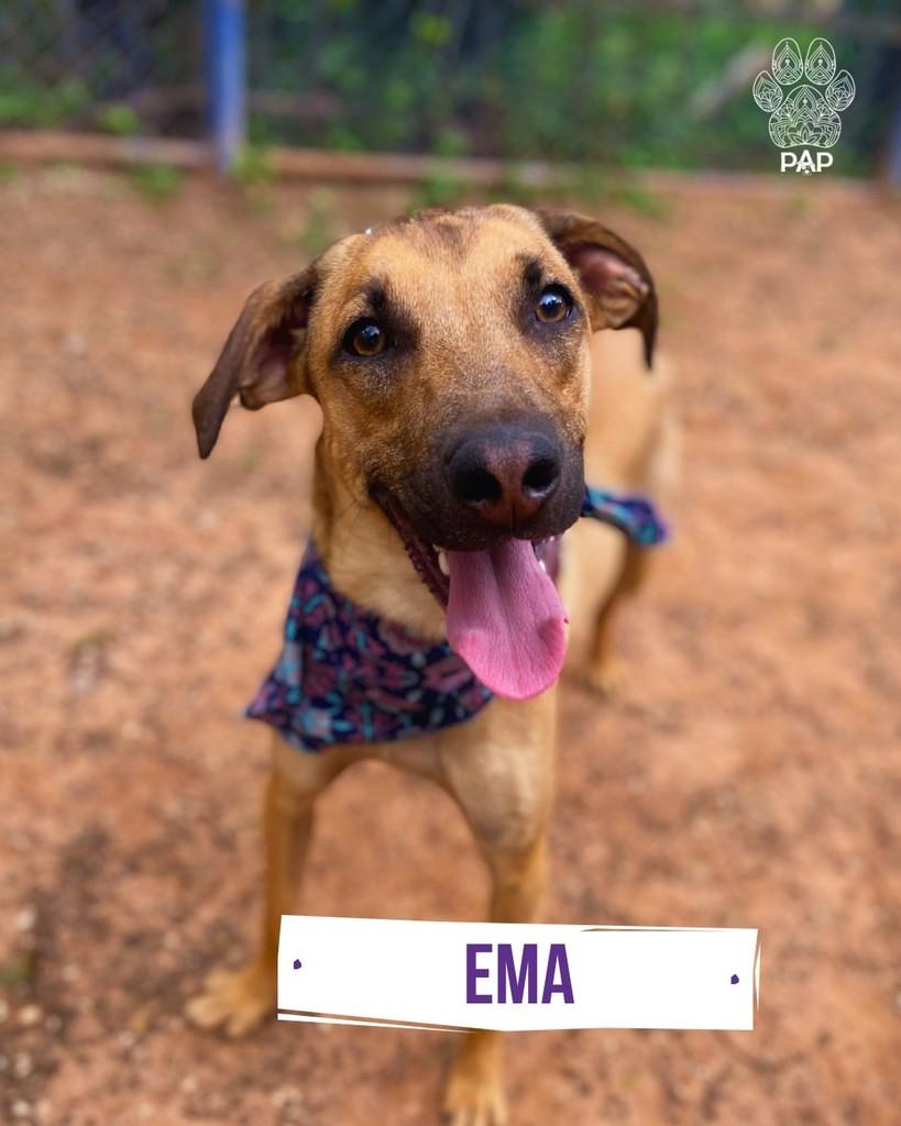 Ema, cadela de porte médio para adoção em São Paulo - SP