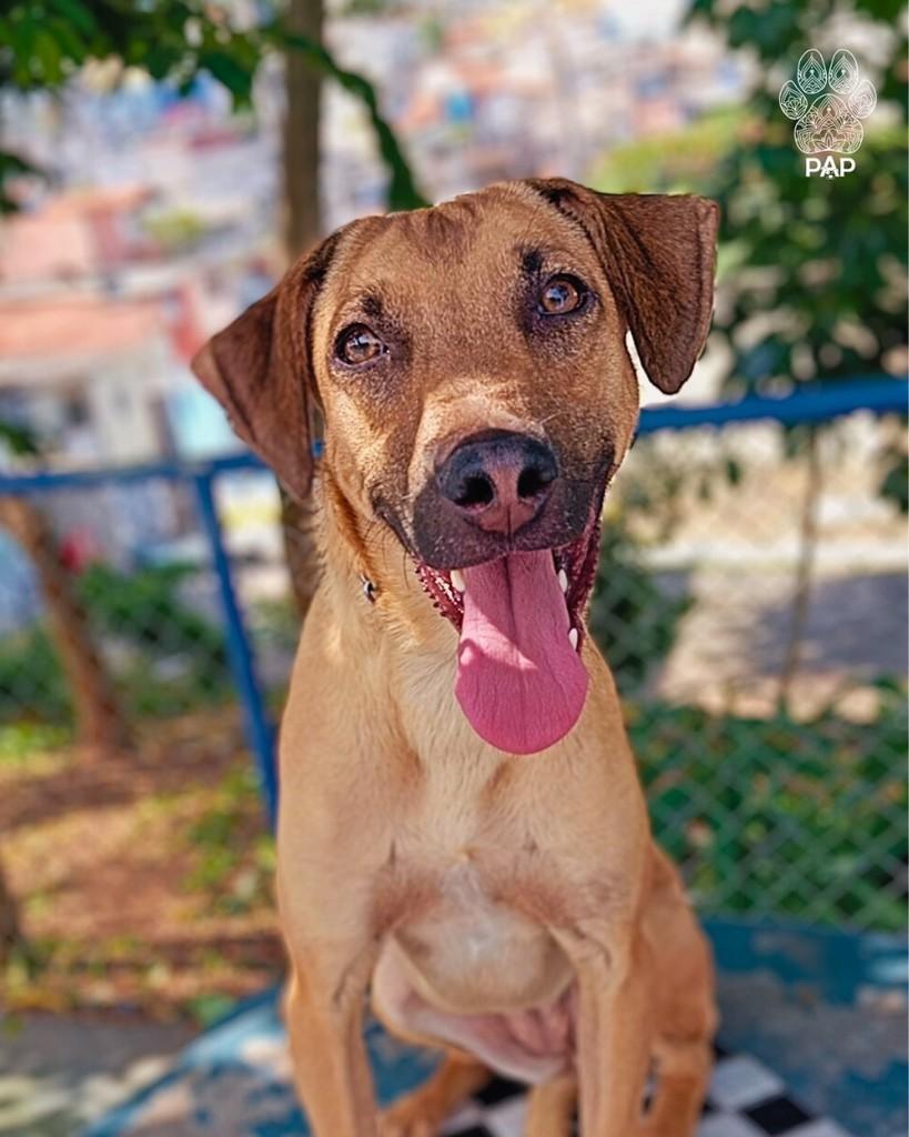 Ema, cadela de porte médio para adoção em São Paulo - SP — foto 4 de 4
