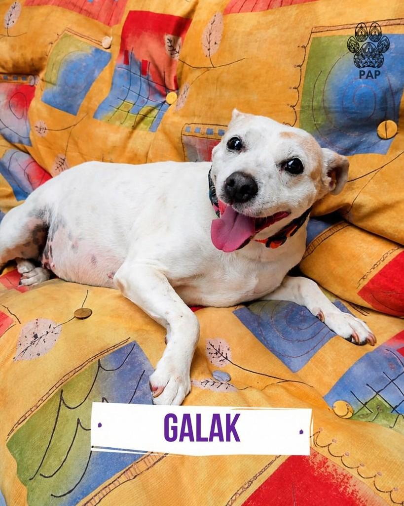 Galak, cadela de porte médio para adoção em São Paulo - SP