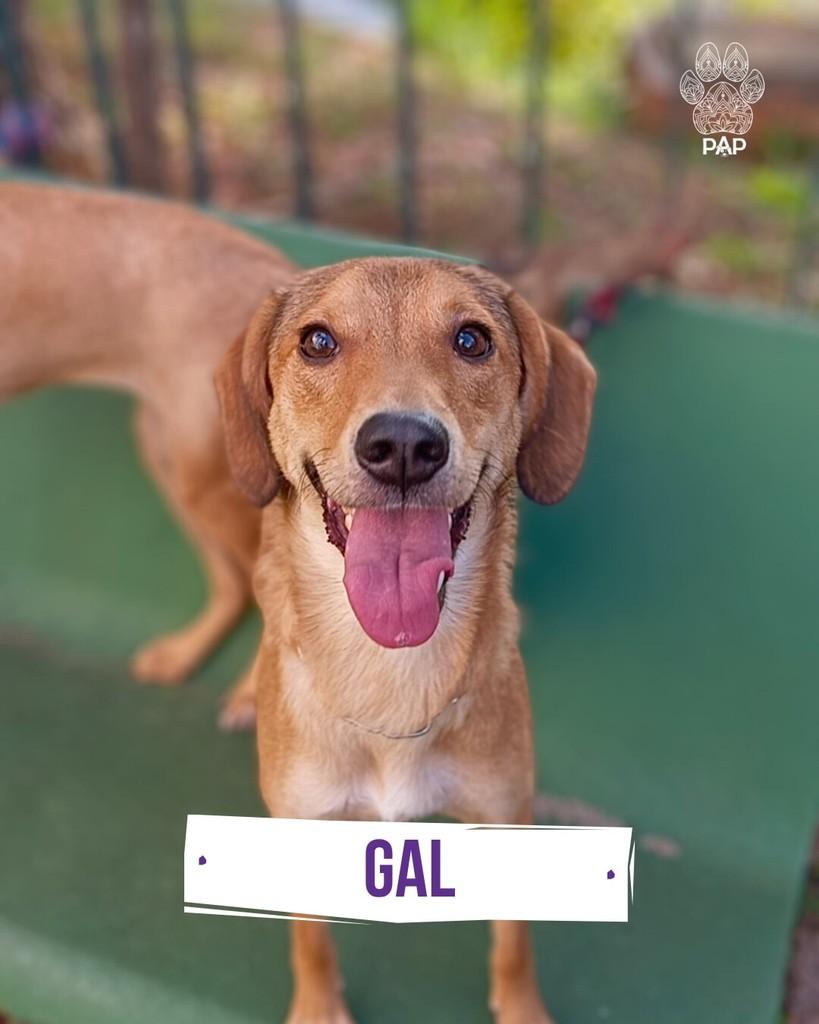 Gal, cadela de porte médio para adoção em São Paulo - SP