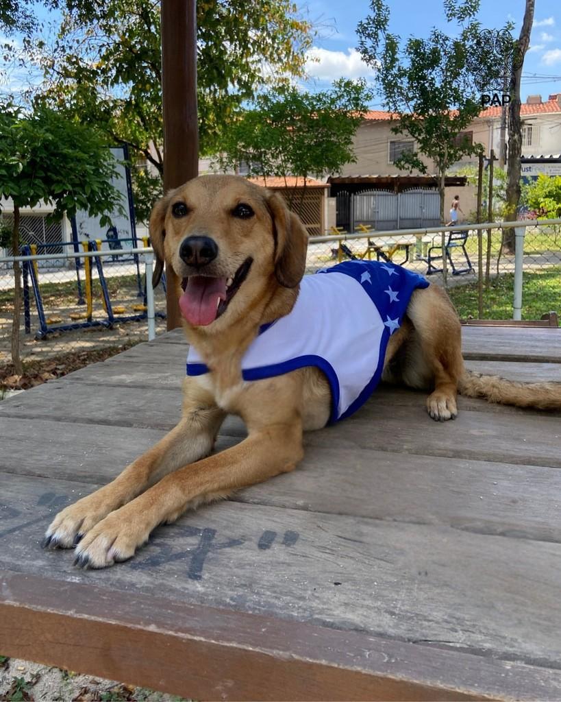 Gal, cadela de porte médio para adoção em São Paulo - SP — foto 3 de 5