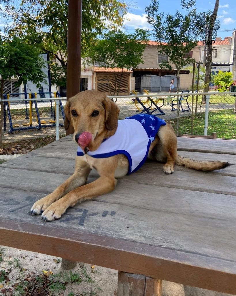 Gal, cadela de porte médio para adoção em São Paulo - SP — foto 4 de 5