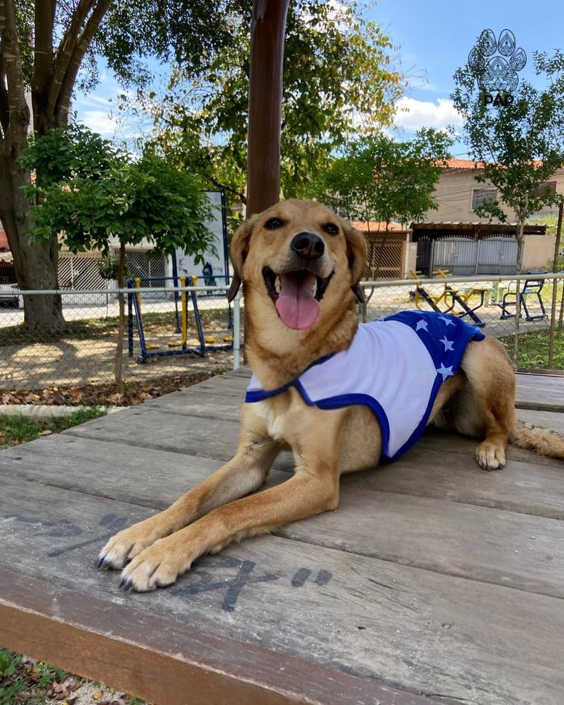 Gal, cadela de porte médio para adoção em São Paulo - SP — foto 5 de 5