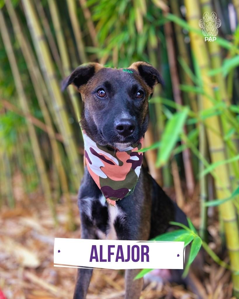 Alfajor, cachorro de porte médio para adoção em São Paulo - SP