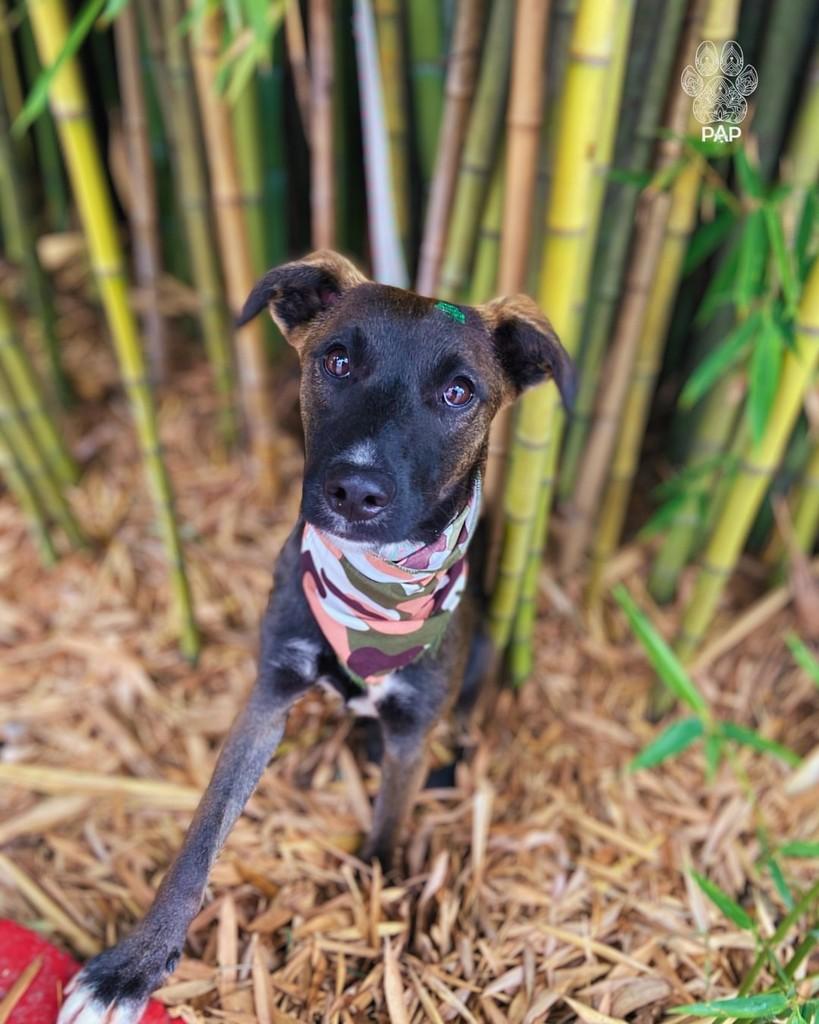 Alfajor, cachorro de porte médio para adoção em São Paulo - SP — foto 2 de 9