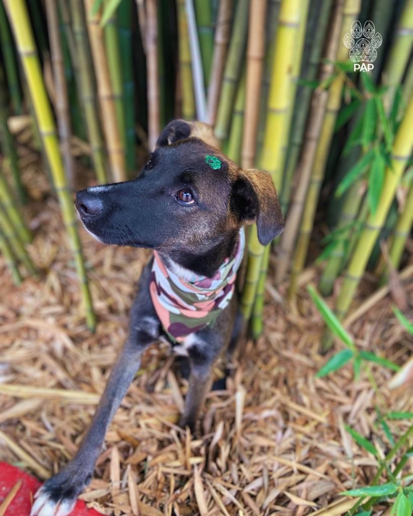 Alfajor, cachorro de porte médio para adoção em São Paulo - SP — foto 3 de 9