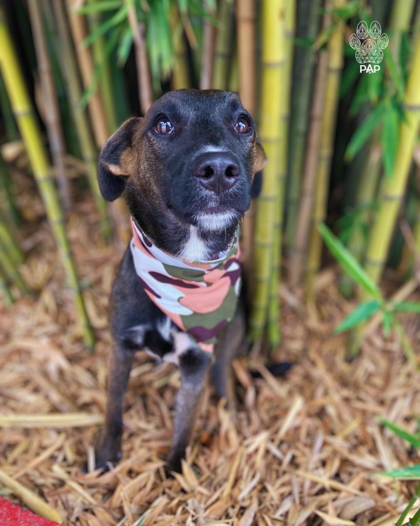 Alfajor, cachorro de porte médio para adoção em São Paulo - SP — foto 4 de 9
