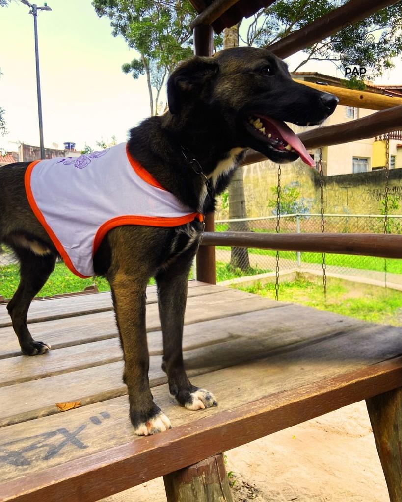 Alfajor, cachorro de porte médio para adoção em São Paulo - SP — foto 5 de 9