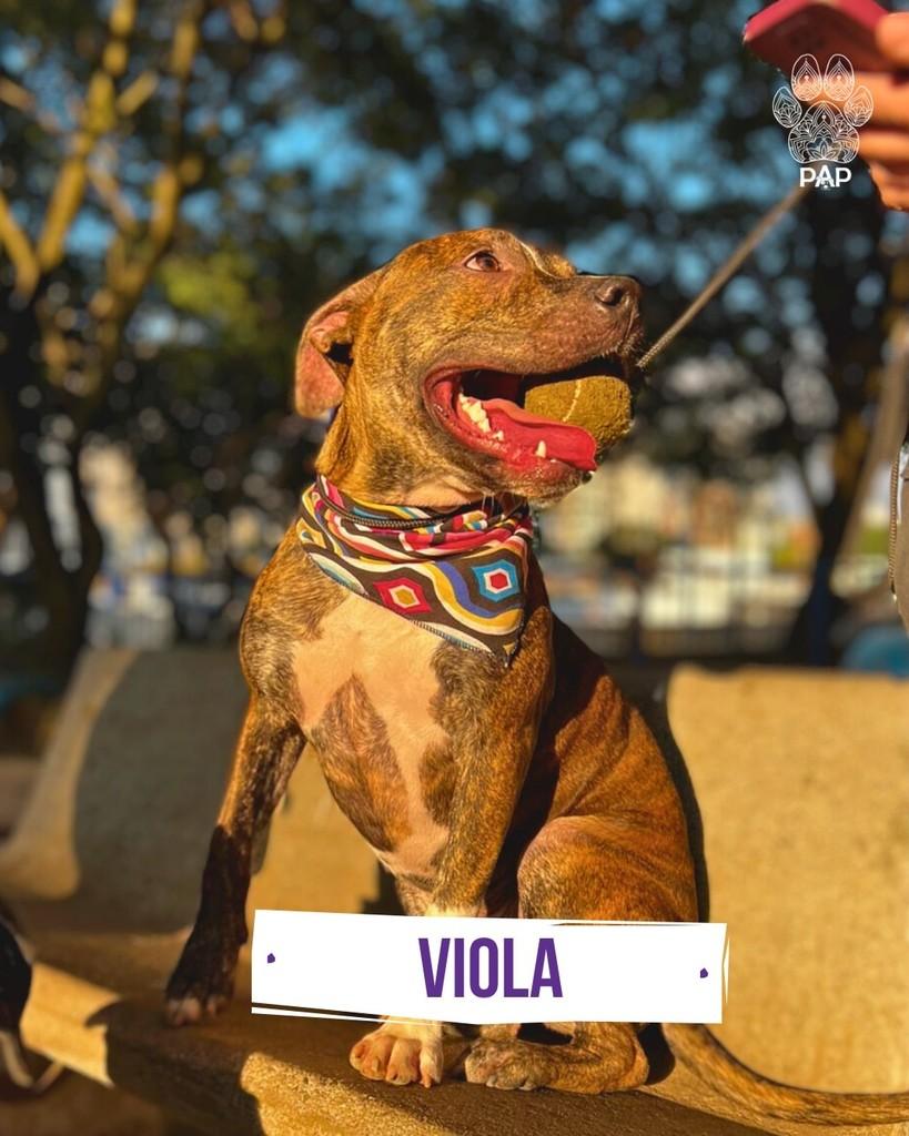 Viola, cadela de porte grande para adoção em São Paulo - SP