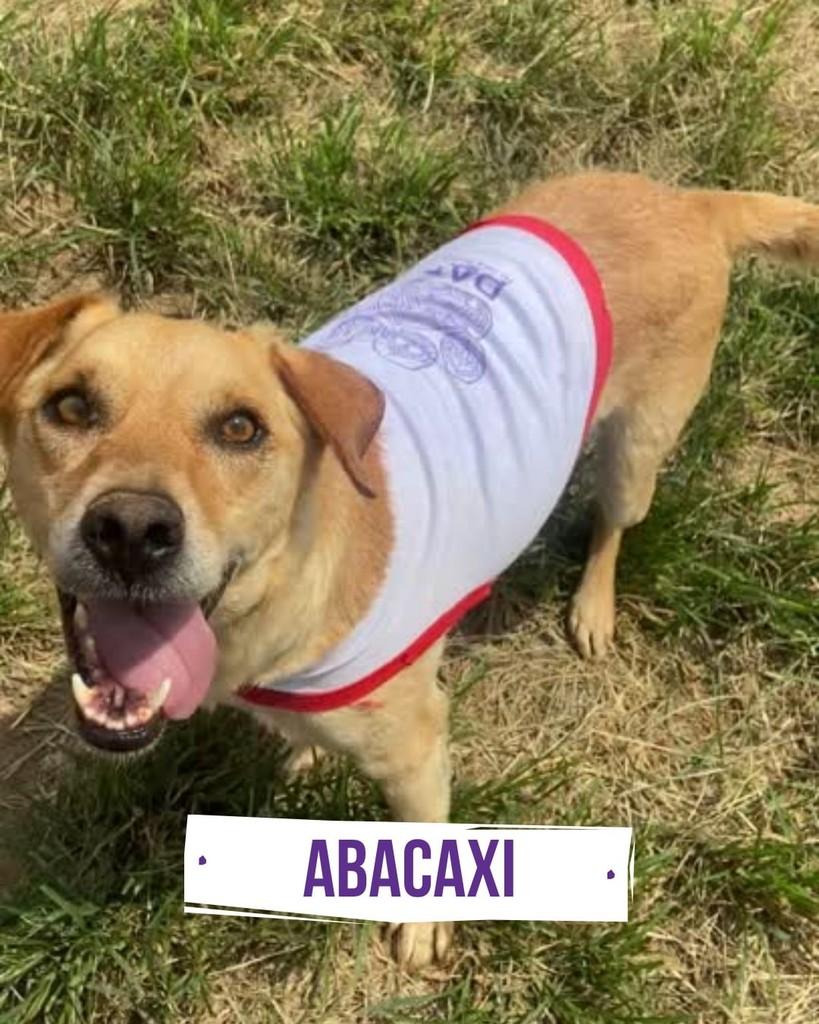 Abacaxi, cachorro de porte médio para adoção em São Paulo - SP