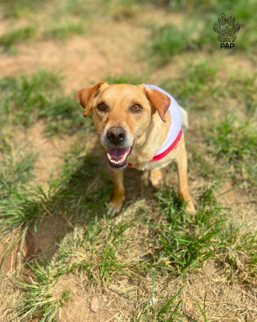 Abacaxi, cachorro de porte médio para adoção em São Paulo - SP — foto 2 de 4