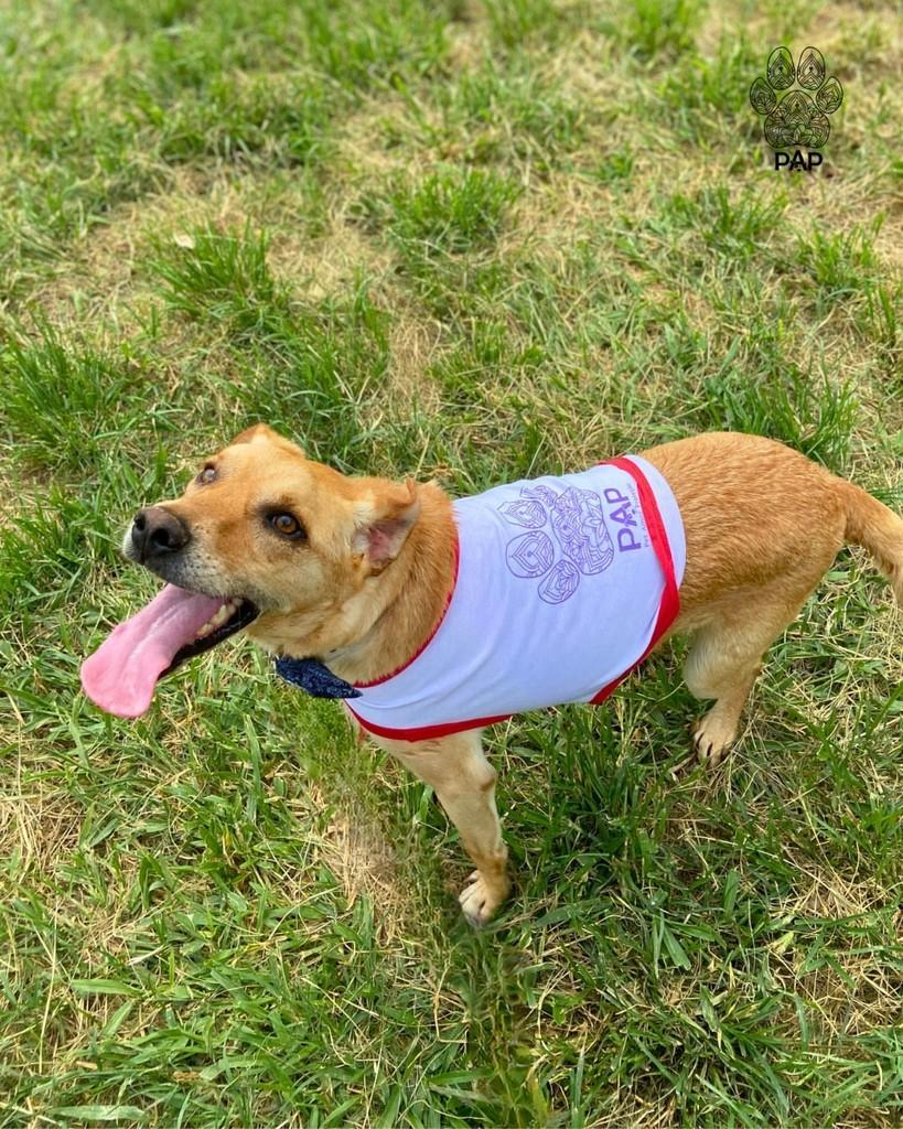 Abacaxi, cachorro de porte médio para adoção em São Paulo - SP — foto 3 de 4