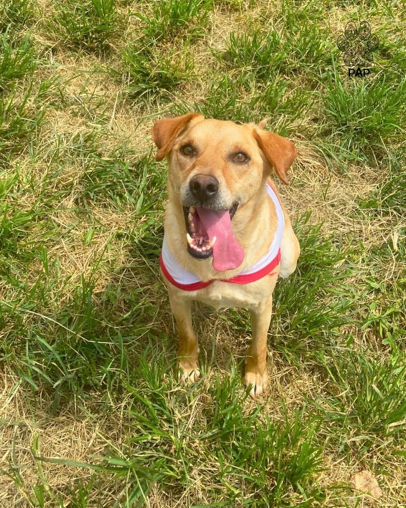 Abacaxi, cachorro de porte médio para adoção em São Paulo - SP — foto 4 de 4
