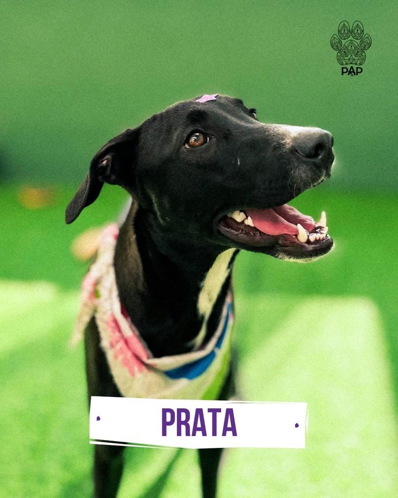 Prata, cadela de porte grande para adoção em São Paulo - SP