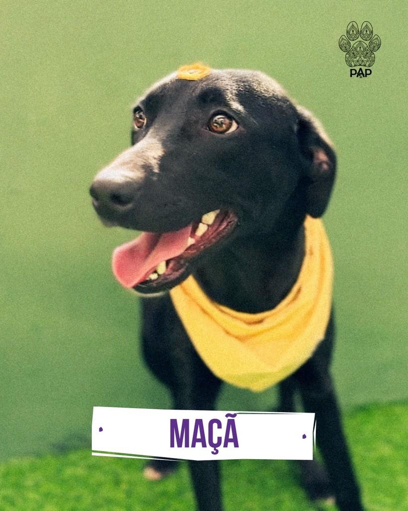 Maçã, cadela de porte médio para adoção em São Paulo - SP