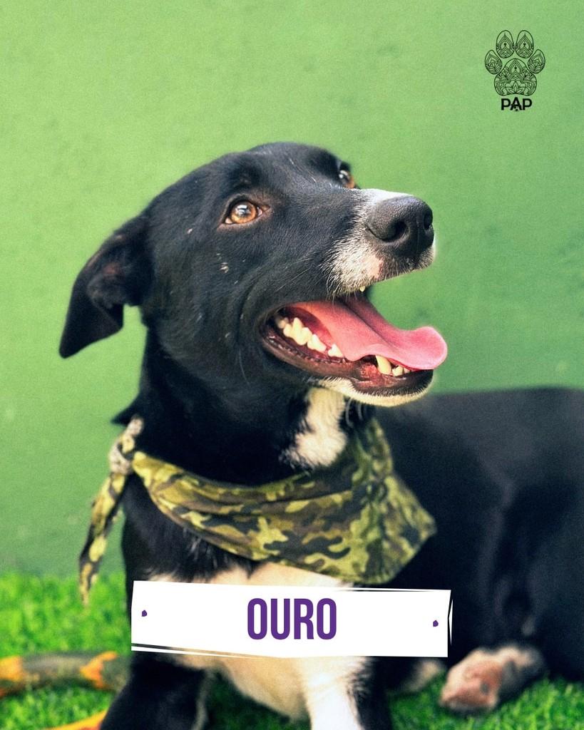 Ouro, cachorro de porte grande para adoção em São Paulo - SP