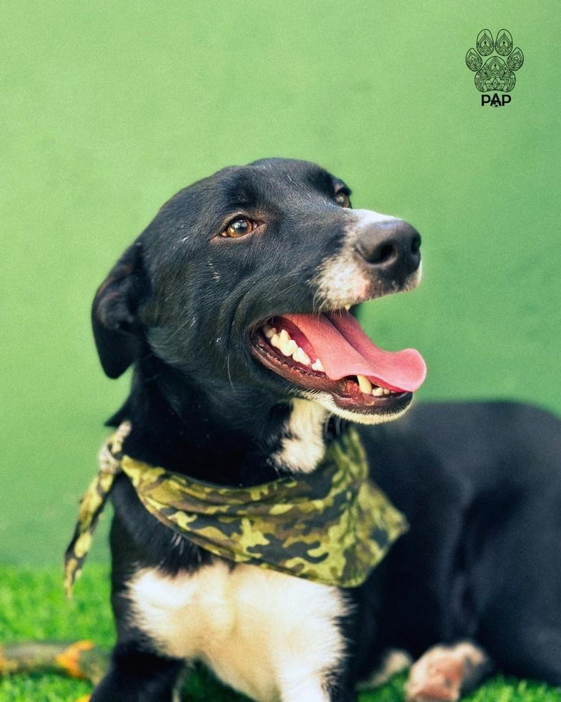 Ouro, cachorro de porte grande para adoção em São Paulo - SP — foto 2 de 4