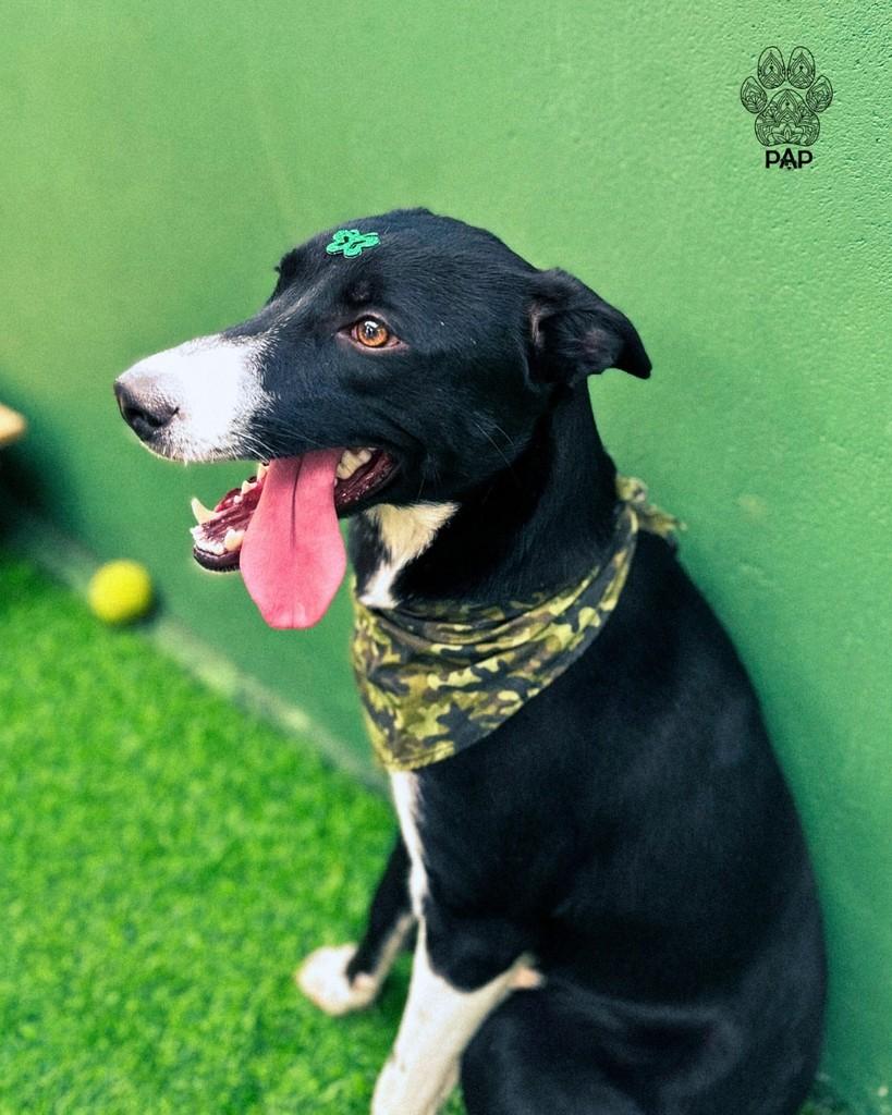 Ouro, cachorro de porte grande para adoção em São Paulo - SP — foto 3 de 4
