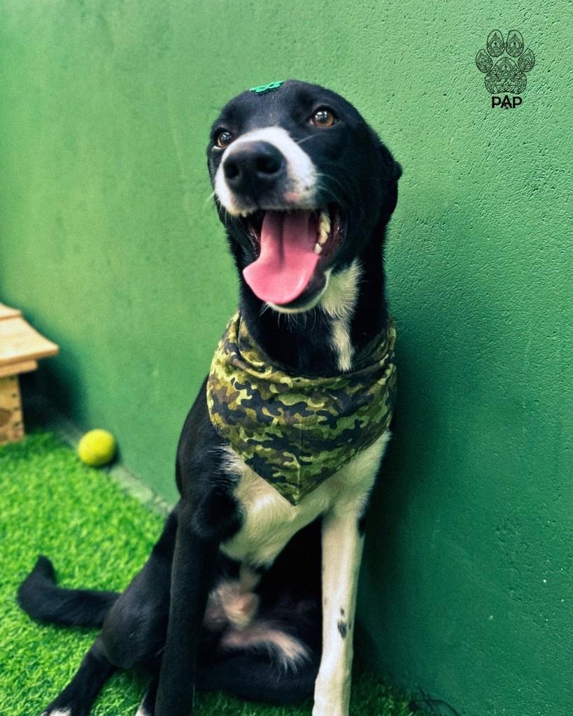 Ouro, cachorro de porte grande para adoção em São Paulo - SP — foto 4 de 4