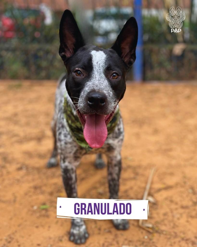 Granulado, cachorro de porte grande para adoção em São Paulo - SP