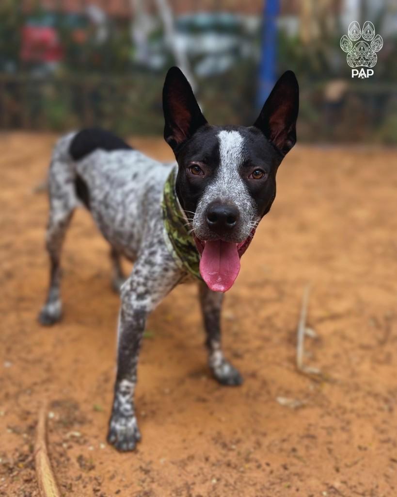 Granulado, cachorro de porte grande para adoção em São Paulo - SP — foto 2 de 4
