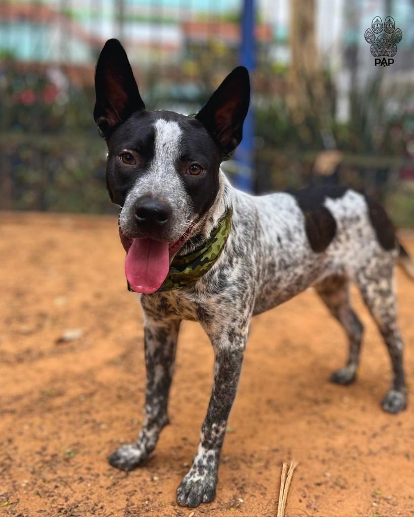 Granulado, cachorro de porte grande para adoção em São Paulo - SP — foto 3 de 4