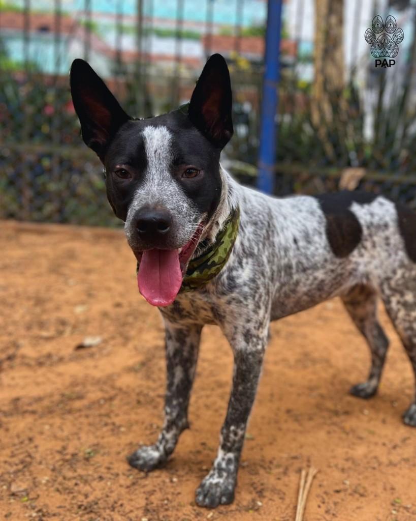 Granulado, cachorro de porte grande para adoção em São Paulo - SP — foto 4 de 4