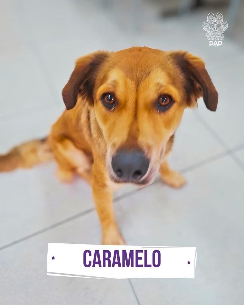 Caramelo, cachorro de porte grande para adoção em São Paulo - SP