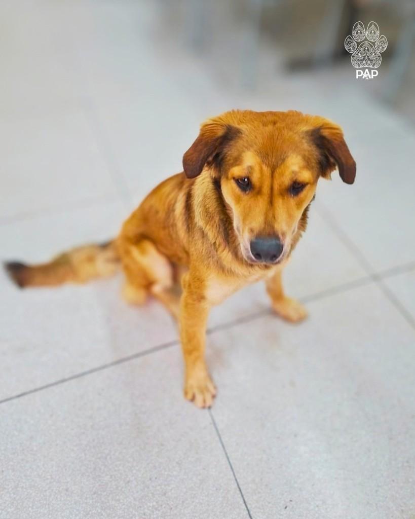 Caramelo, cachorro de porte grande para adoção em São Paulo - SP — foto 2 de 3