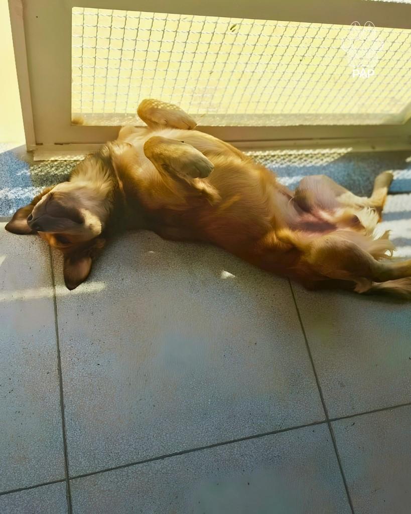 Caramelo, cachorro de porte grande para adoção em São Paulo - SP — foto 3 de 3