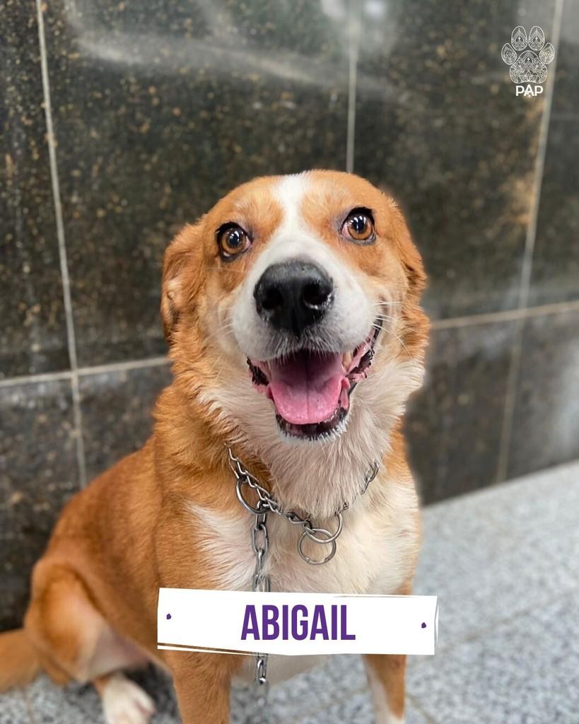 Abigail, cadela de porte grande para adoção em São Paulo - SP