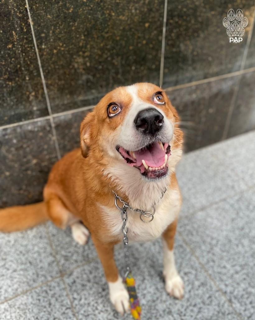 Abigail, cadela de porte grande para adoção em São Paulo - SP — foto 2 de 4