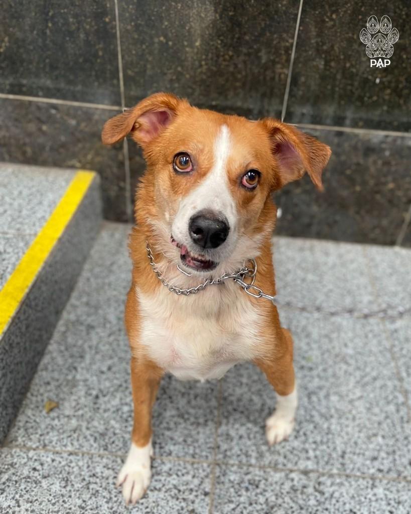 Abigail, cadela de porte grande para adoção em São Paulo - SP — foto 3 de 4