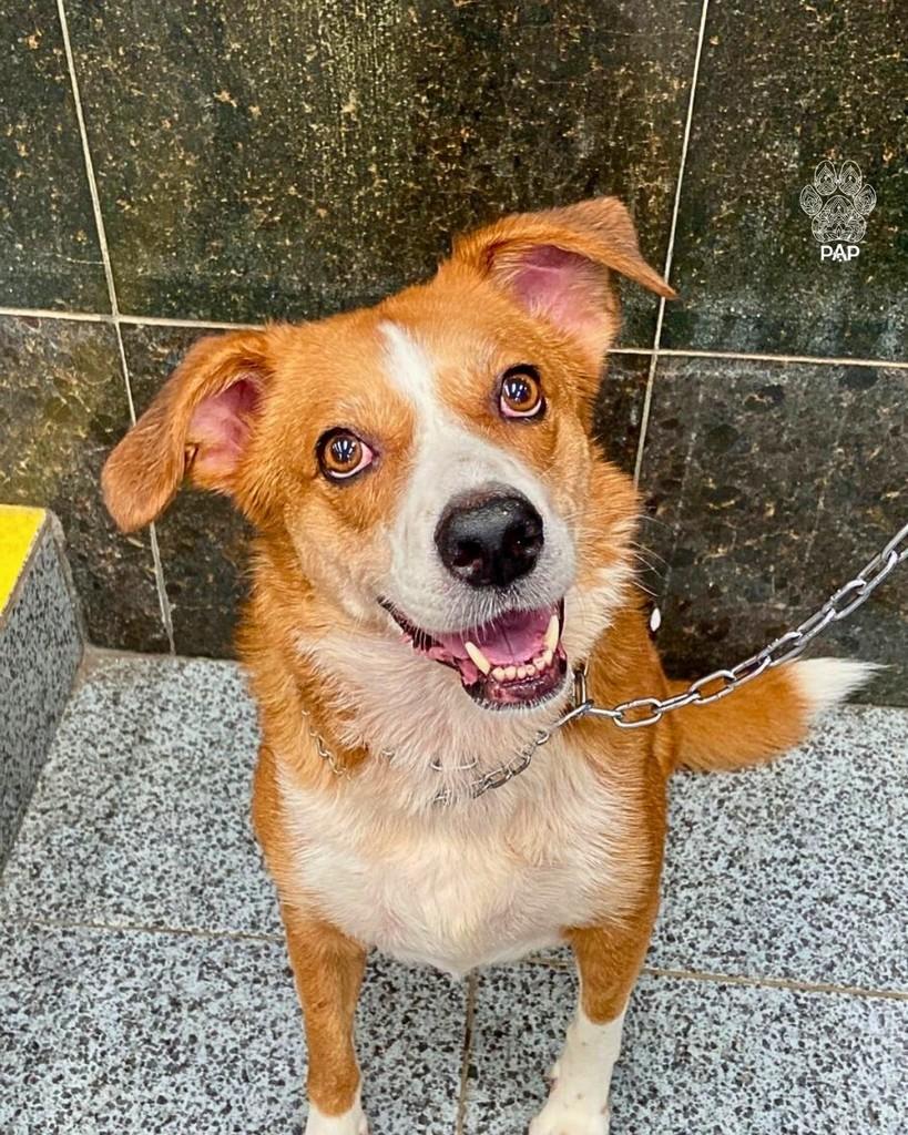 Abigail, cadela de porte grande para adoção em São Paulo - SP — foto 4 de 4