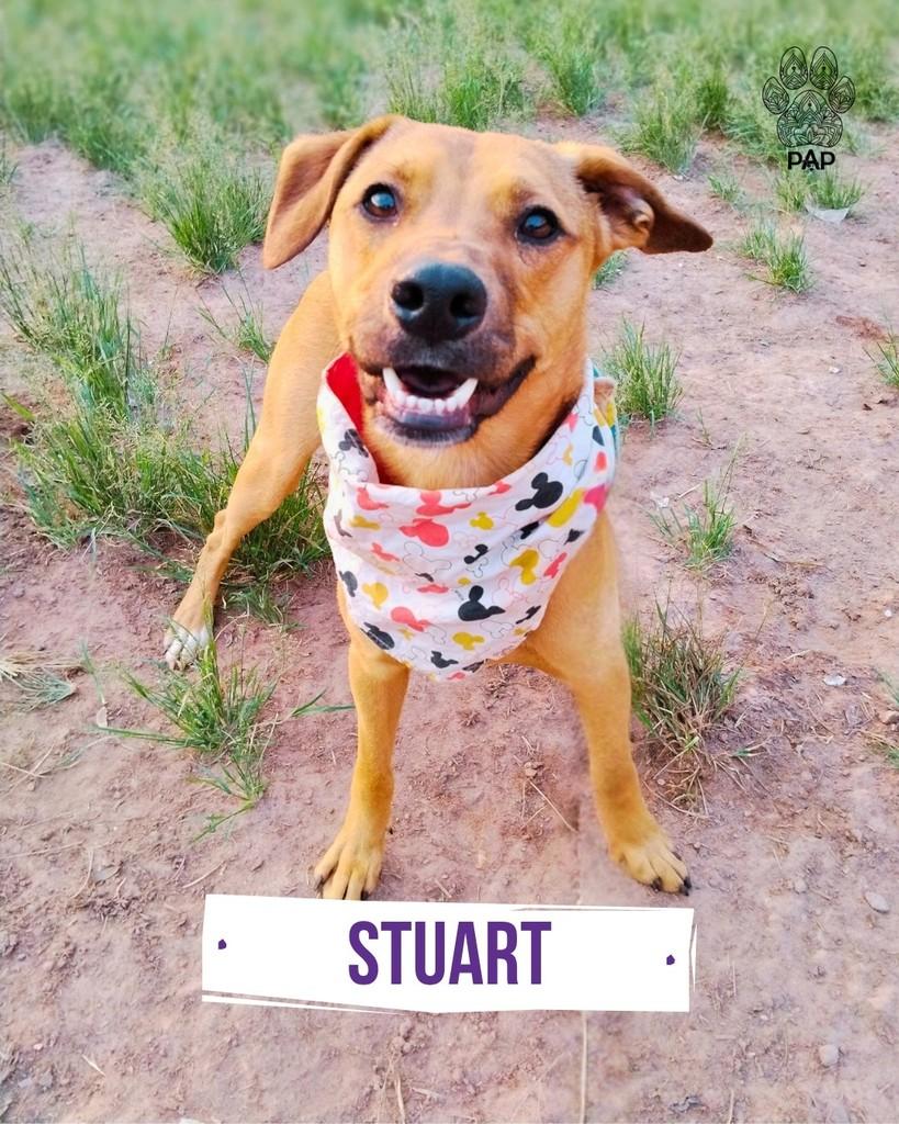 Stuart, cachorro de porte médio para adoção em São Paulo - SP