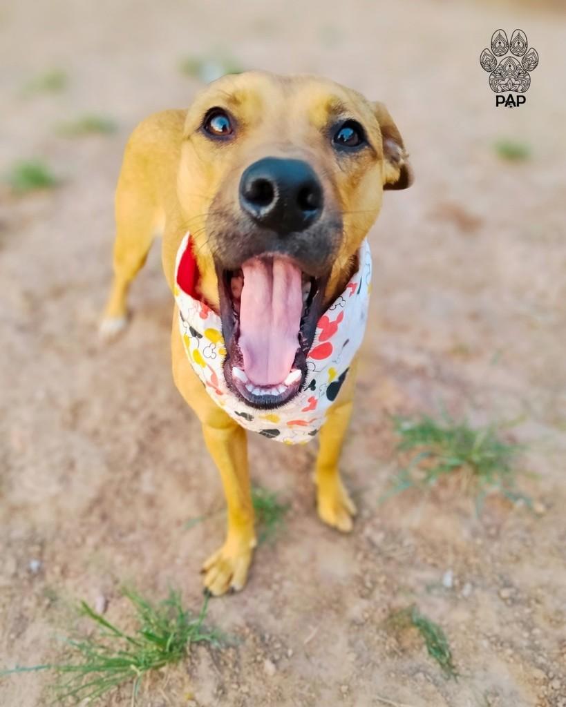 Stuart, cachorro de porte médio para adoção em São Paulo - SP — foto 2 de 6