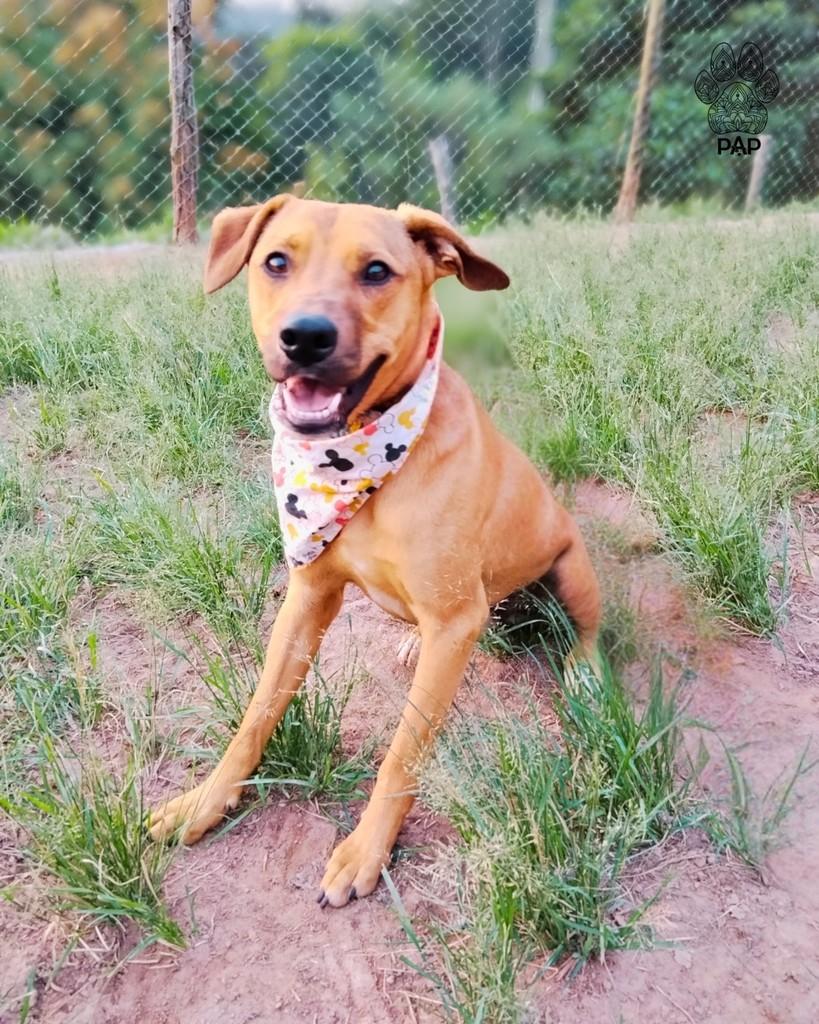 Stuart, cachorro de porte médio para adoção em São Paulo - SP — foto 3 de 6