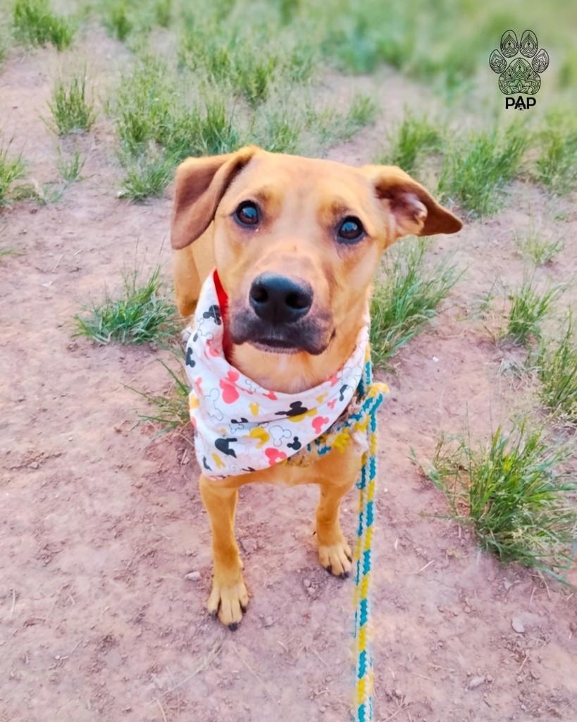 Stuart, cachorro de porte médio para adoção em São Paulo - SP — foto 4 de 6