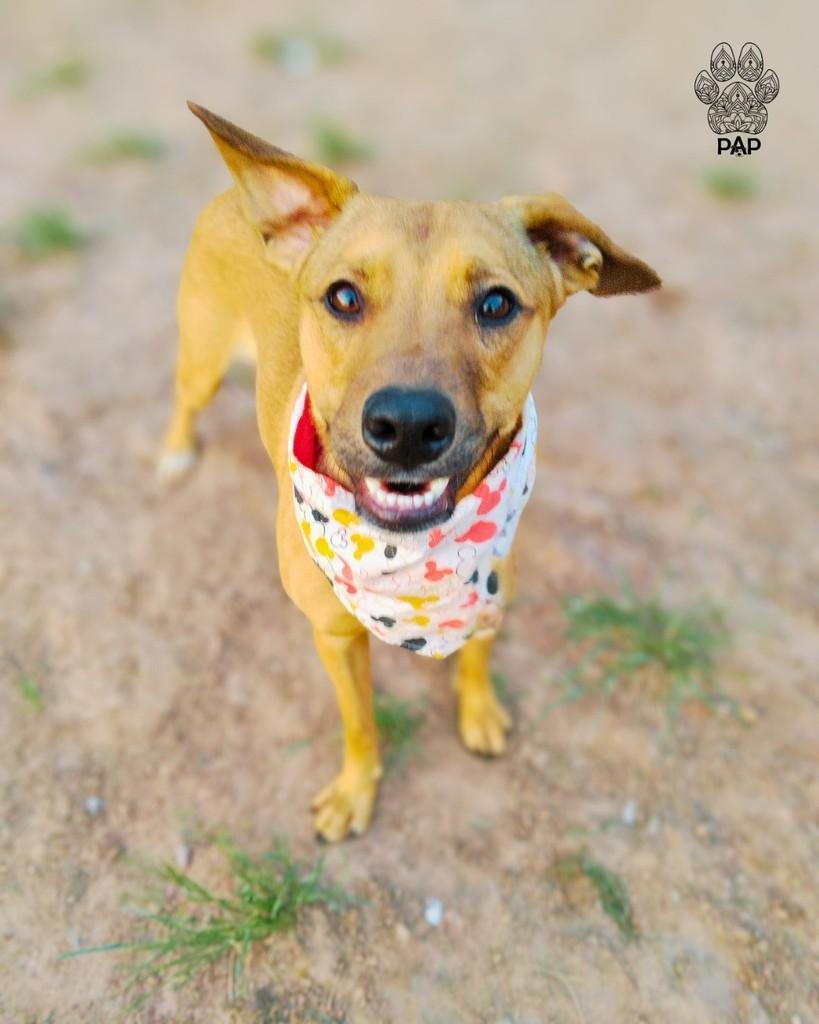 Stuart, cachorro de porte médio para adoção em São Paulo - SP — foto 5 de 6