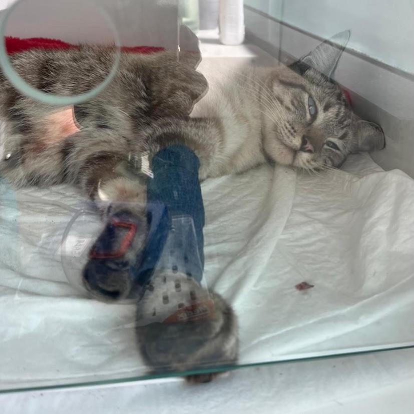 Tomtom, gato de porte pequeno para adoção em Catanduva - SP