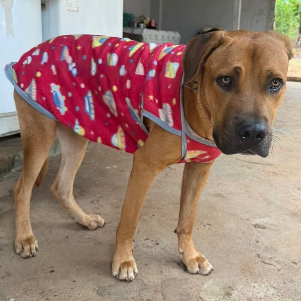 Grandão, cachorro de porte grande para adoção em Catanduva - SP